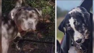 Dogs that mauled boy to death in Volusia County to be put down