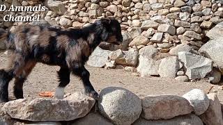 Goat Baby funny video|| Baby goat Running, playing and jumping