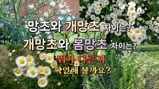 '버들이의 자연이야기' 37망초와 개망초, 봄망초구별이야기