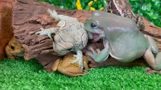 Feeding information-rich frogs and toads🐸 Toads become vulnerable when swallowing food.