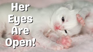 Ragdoll Kittens 12 Days Old | Cute Kitten Development