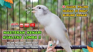 Kenari GACOR‼️ Masteran Burung Kenari PAUD dan Pancingan Kenari MACET BUNYI ( EPISODE 1423}