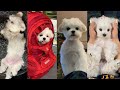 🥰 CUTE AND FUNNY 🤣 DOG VIDEO COMPILATION 2022