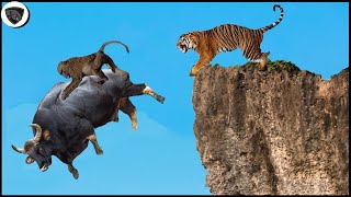 Tiger Recklessly Plunges Off Cliff To Attack Baboon And Large Gaur To Relieve Hunger
