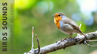 Birds Singing - Natural Bird Sounds For Relaxation, The Best Singing Birds in th