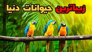 زیباترین حیوانات جهان😍:قشنگ ترین حیونایی که ببینیشون چشات قلبی میشه😍