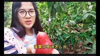 《跨国恋爱第一季》第62集 泰妹娜娜朋友的果园种植了8种水果，假如做成水果自助果园是否可行？