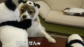 ママさん手作りパンダ🐼かぶつたよ　パピヨン犬メルの日常