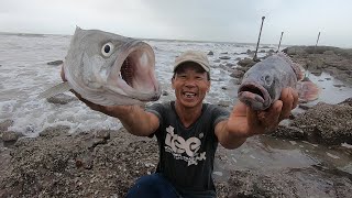 海边巨浪滔滔有好兆头，来叔赶海抓的全是大货，两条就能卖七八百