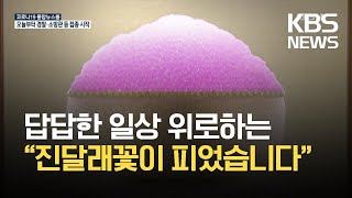 “진달래 꽃이 피었습니다”…팬데믹 위로하는 봄빛 향연 / KBS 2021.04.26.