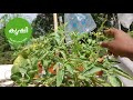 തക്കാളി കൃഷി വീഡിയോ hand pollination for better yield while growing tomato