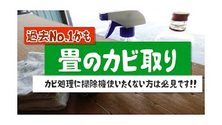 「畳カビ取り」　2021年今一番おすすめのカビ処理方法　〜畳のカビの除去に掃除機を使いたくない方必見です〜