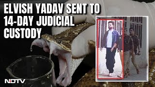 Elvish Yadav Arrested | YouTuber Elvish Yadav Sent To 14-Day Jail In Snake Venom-Rave Party Case