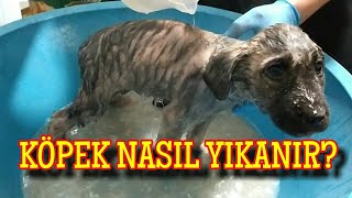 YAVRU KÖPEK NASIL YIKANIR ?   MİSS GİBİ OLDU  , UYUZ BAŞLANGICI TEDAVİ  | DOG SHOWER , DOG TREATMENT