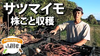 自然の力を生かせ！山田君　その５３　サツマイモ　株ごと収穫