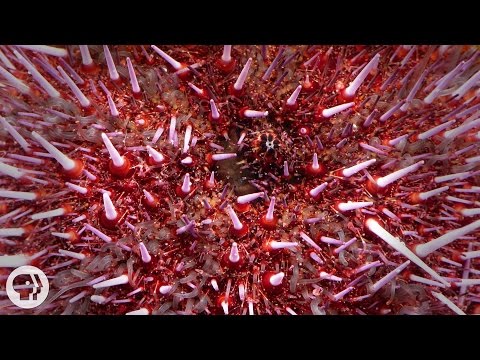 What do sea urchins need to survive?
