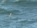 the original historic rediscovery footage new zealand storm petrel