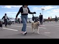 北海道犬協会 奥羽連合展覧会 成犬第二牡