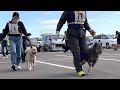 北海道犬協会 奥羽連合展覧会 成犬第二牡