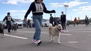 北海道犬協会 奥羽連合展覧会 成犬第二牡