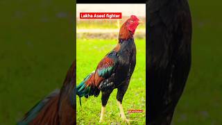 Lakha Aseel fighter, Aseel Murga #viral #lakhaaseel #shorts #ytshorts