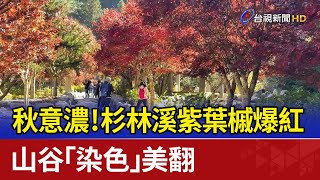 秋意濃！杉林溪紫葉槭爆紅 山谷「染色」美翻