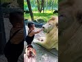 #lion #lionfight #animals #cute #zoo #baby #trending #youtuberrs #football #romanvscody