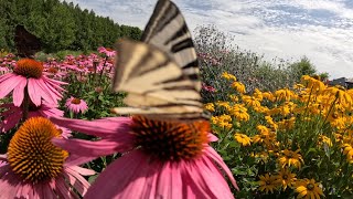 Rudbekie i jeżówki królowe lata w ogrodzie rustykalnym.