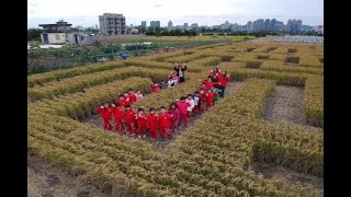 竹東600坪稻田迷宮 週末等你來闖關