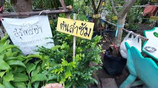 ร้านขายต้นไม้ใหญ่ ตลาดโคกกรวด โคราช