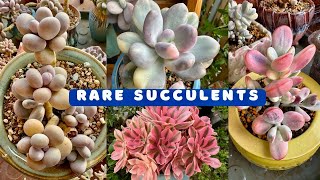 VƯỜN SEN ĐÁ : SUCCULENTS Rare Collection | Korean Succulents Australia #succulents #senda