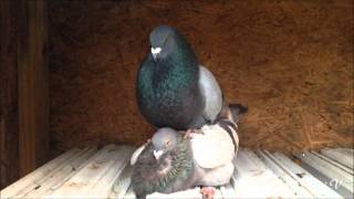 Pairing - Brown Hen and Blue Bar - Cuban Pouter - 1/14/2016