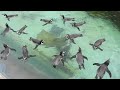 ペンギン舎でアオサギが子育て？！とべ動物園にて