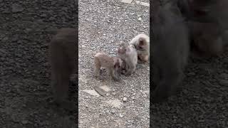 【高尾山さる園】ソラマメの舞い【SNOW MONKEY】