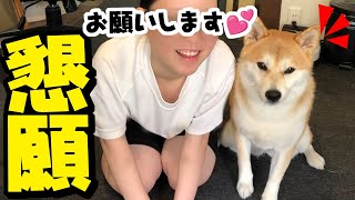 娘と一緒にお願いする柴犬ちくわが可愛い