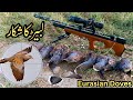 Russian Doves Hunting in Pakistan | Artemis P15 Airgun Hunting | Eurasian Turtle Doves