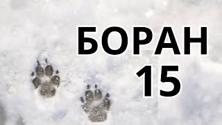 БОРАН / 15  / Тахауи Ахтанов