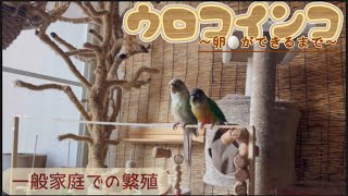 【ウロコインコ】一般家庭での繁殖〜卵🥚ができるまで〜