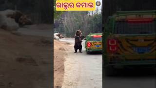 ଏ ଭାଲୁ କଣ କରୁଛି 🥱 #shorts #youtubeshorts #shortsfeed #animals #moodiafact