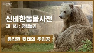 신비한동물사전 11화 : 듬직한 뒷태의 주인공, 유럽불곰 (A reliable protagonist in the back, European Brown Bear)