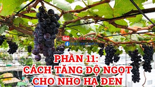 67 || Cách tăng độ ngọt cho nho Hạ Đen - Cách trồng nho Hạ Đen phần 11 || TOMSAMFAMILY