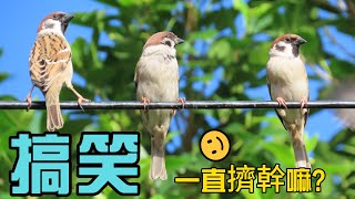 麻雀!搞笑! 一直擠幹嘛啦!!sparrow funny story!#sparrow #スズメ #麻雀