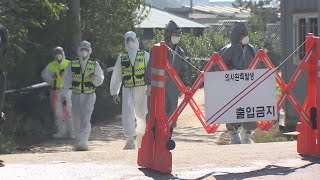 김포서 돼지열병 13번째 확진…경기 북부 비상 / 연합뉴스TV (YonhapnewsTV)