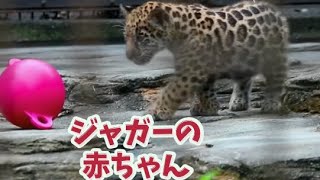 【とべ動物園】段差飛び込み失敗するも元気なジャガーの赤ちゃん❤️ママは黒ジャガーミワちゃん