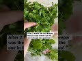 what’s the best way to store herbs