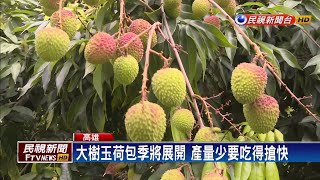 大樹玉荷包季將展開 產量少要吃得搶快－民視新聞