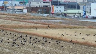 A Murder of Crows in Japan !!