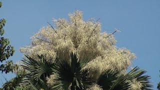 Corypha umbraculifera | flowering only once in a lifetime