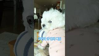 고구마 안 줘서 삐진 미뇽이 #비숑 #천재견 #shorts