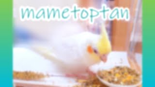 生後4～5カ月のオカメインコ　ぴーちゃん　朝ご飯